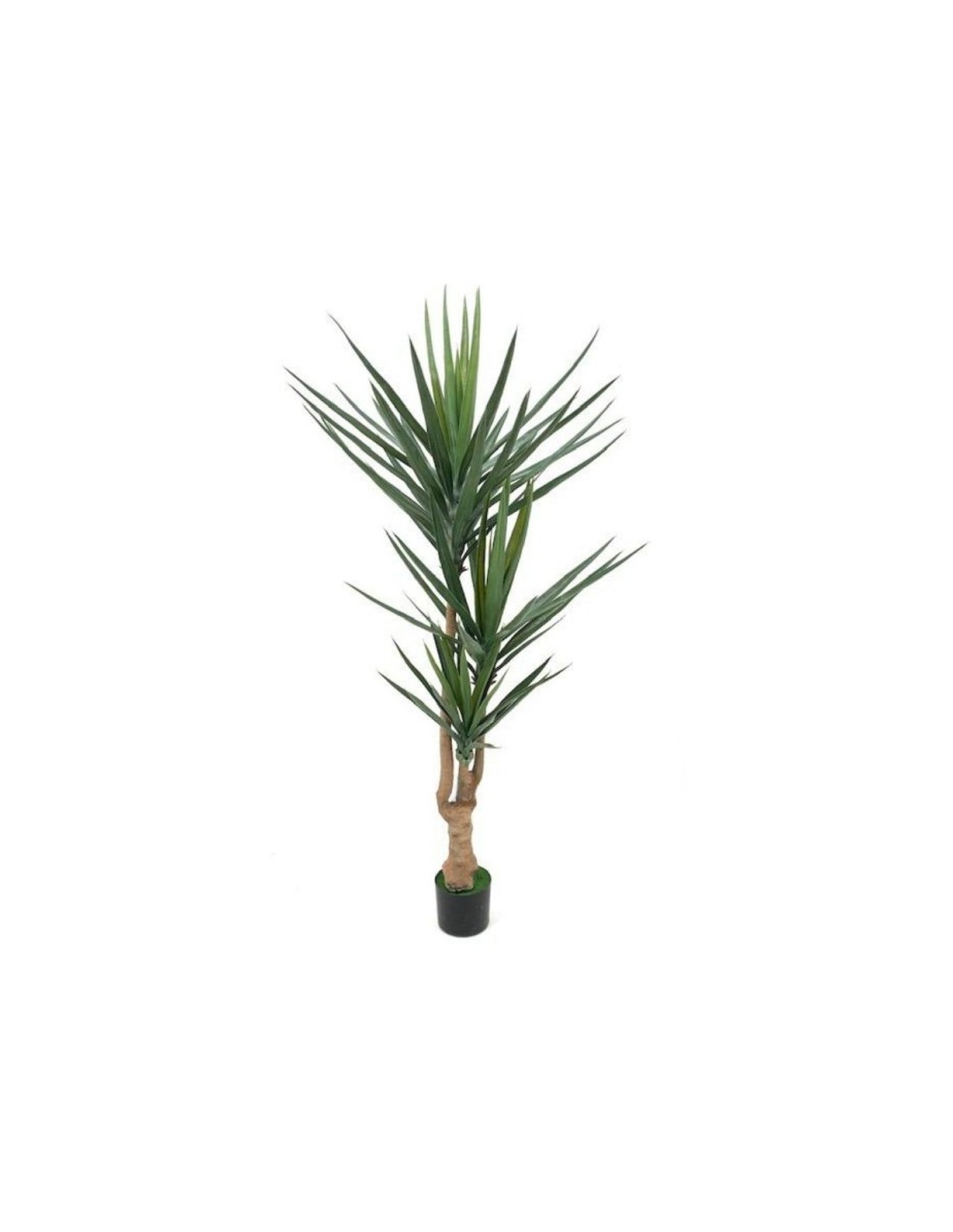 Yucca Pianta Purifica Aria da Interno Vera H 135-145 cm Vaso Ø 24 cm