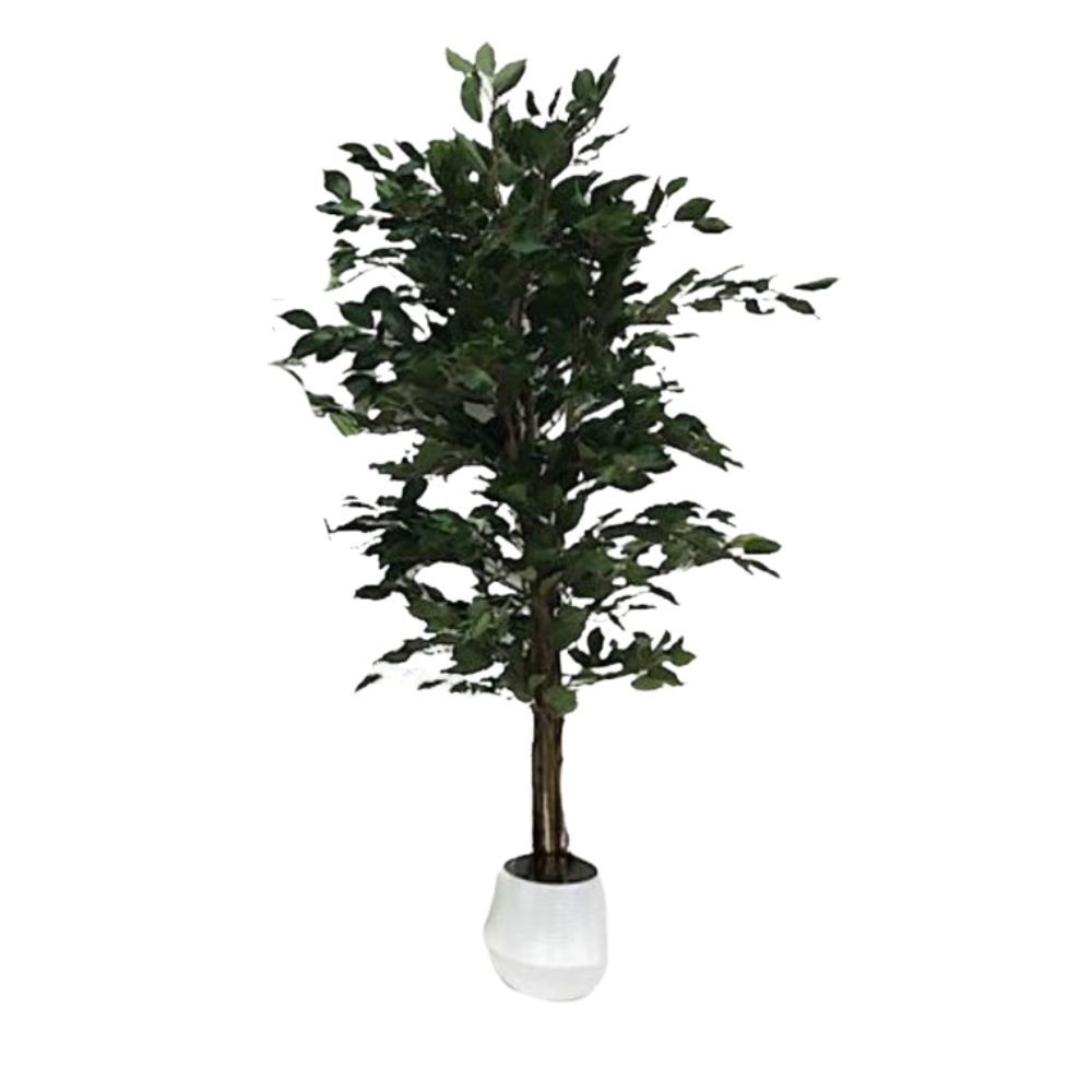 pianta ficus con vaso