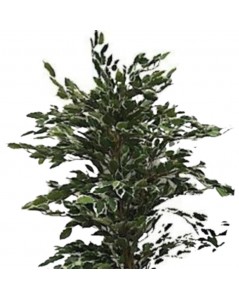 Pianta Artificiale Ficus Variegato 120h 768 foglie con vaso prezzo