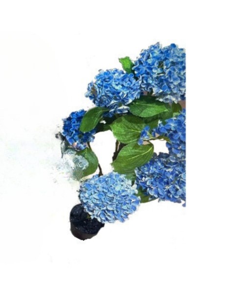 Pianta ornamentale Ortensia colore blu 150H con vaso