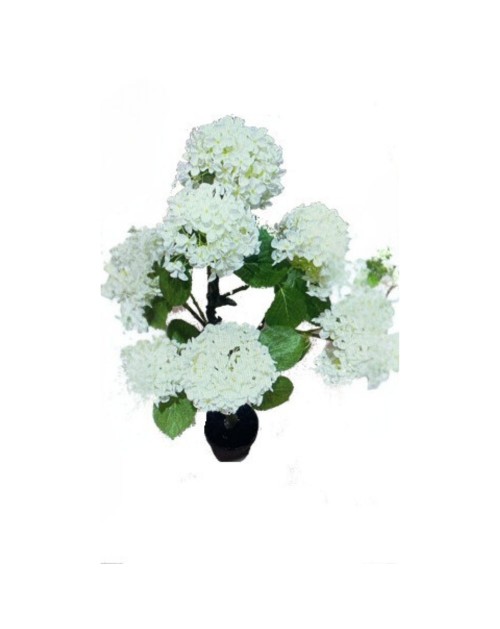 Pianta ornamentale Ortensia colore bianco 150H con vaso
