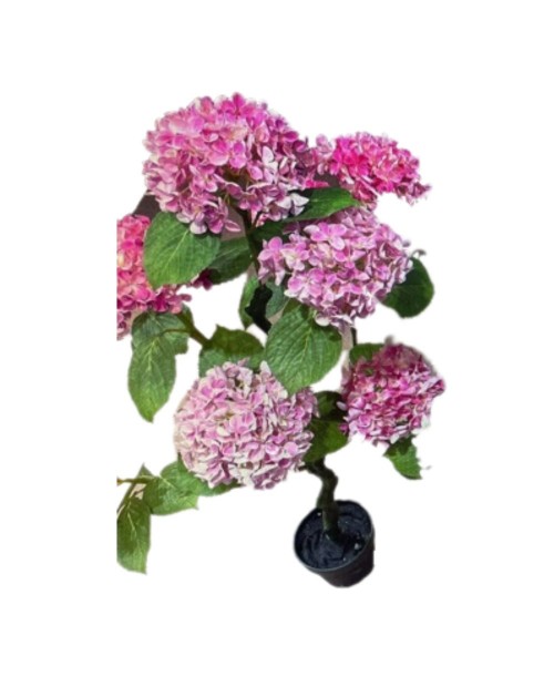Pianta ornamentale Ortensia colore rosa 150H con vaso